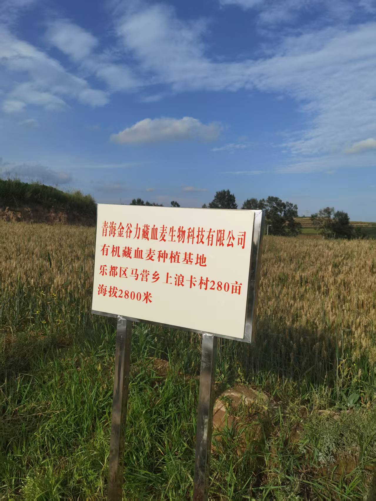 有机藏血麦种植基地