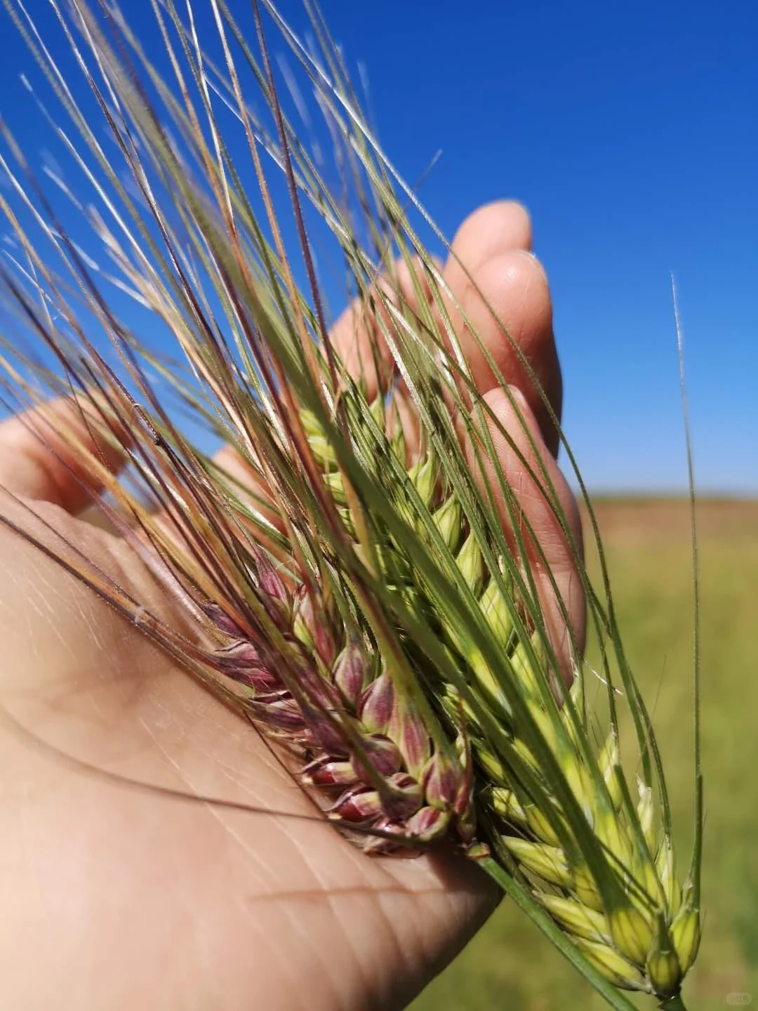 轻糖主食营养干预组合